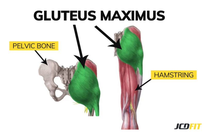 booty workout gluteus maximus