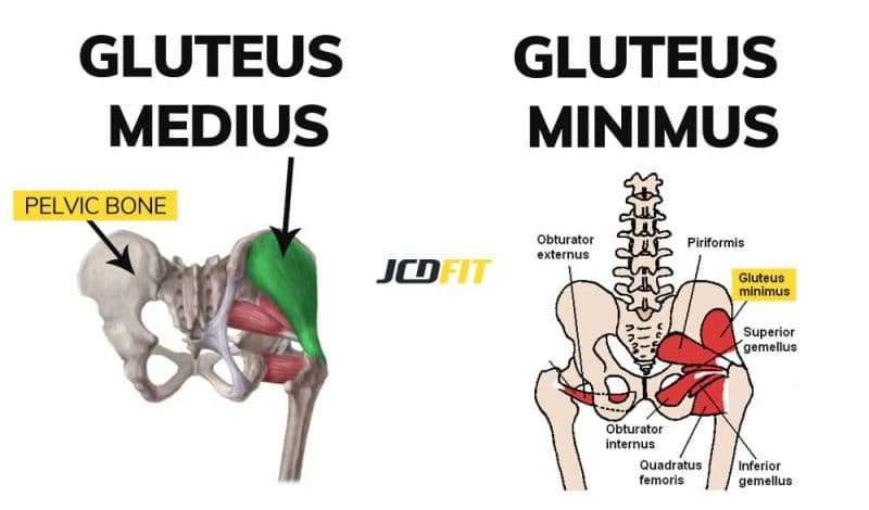 gluteus medius and minimus